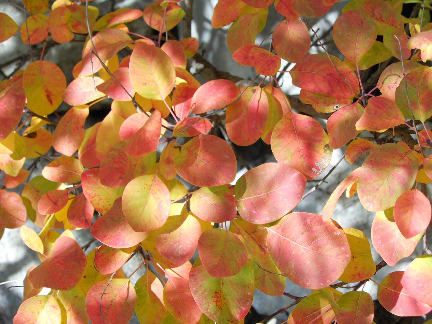 10 Oktober: Herbst, Farben und Formen