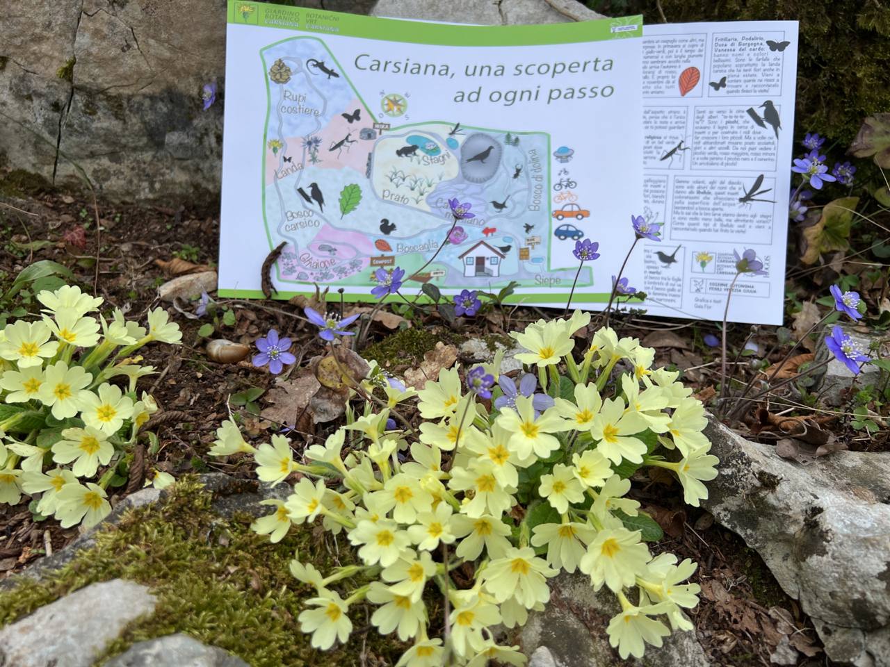 Nuova cartoguida per bambini del Giardino botanico Carsiana