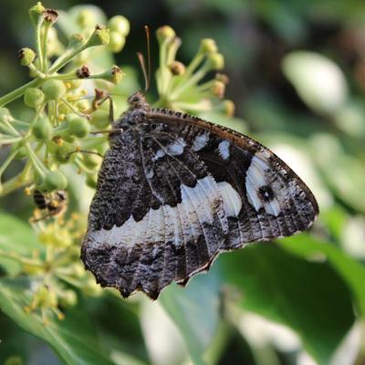 Hedera helix L. with butterfly Brintesia circe